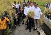 Titiek Soeharto saat meninjau jalanya panen raya bersama Menteri Pertanian Andi Amran Sulaiman di Kabupaten Bantul. (Foto: Istimewa).