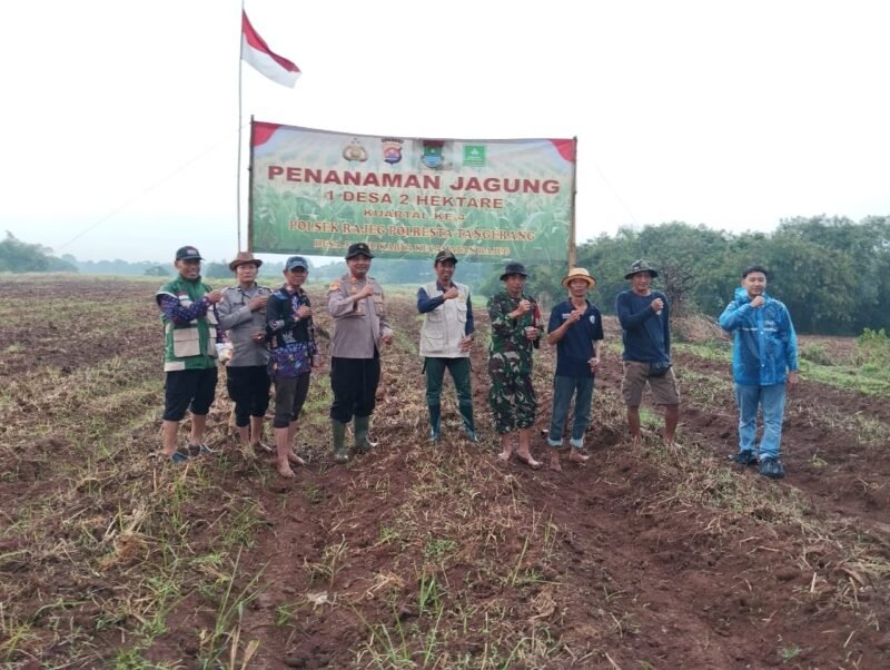 AKP Yono Taryono, SH. Kapolsek Rajeg Polresta Tangerang Polda Banten, yang didampingi Kanit Intel Aipda Adi,bpk Yogi (Dinas Pertanian),bpk Suherman (Kepala Desa),Bhabinkamtibmas Polsek Rajeg dan Babinsa serta Kelompok Tani melaksanakan kegiatan penanaman jagung kuartal IV.